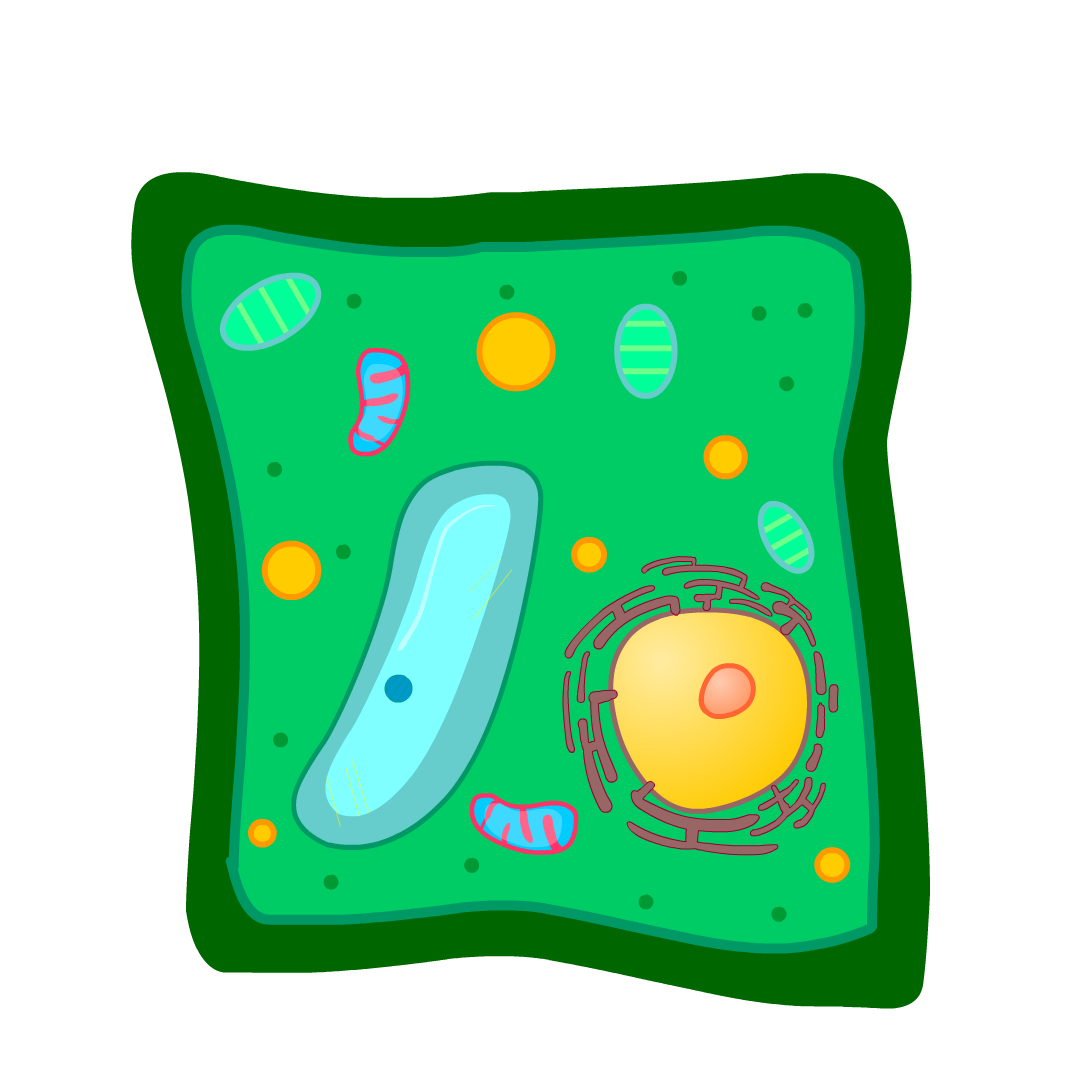 Plant-Cell